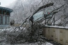 Из-за обледенения за ночь в Железноводске упали 10 деревьев. Фото из телеграм-канала мэра курорта