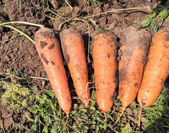 Морковный агробизнес развивается. Минсельхоз Ставропольского края