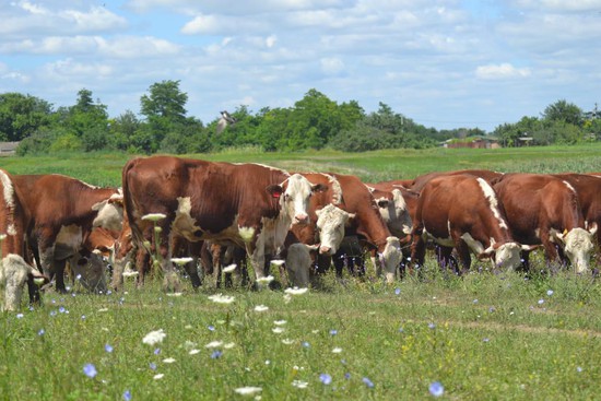 Коровы. Фото минсельхоз СК