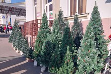 В Кисловодске можно купить только искусственную елку