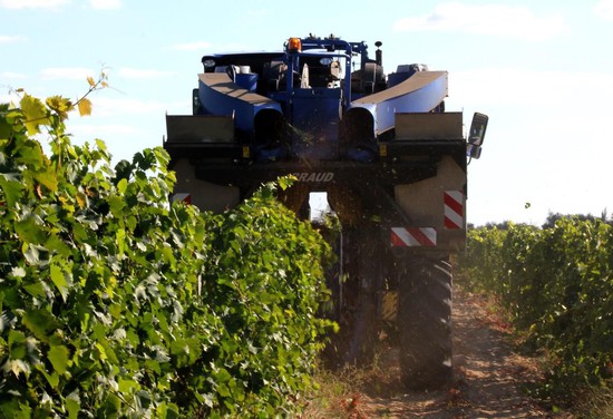 Ставропольские виноградари могут рассчитывать на увеличенную госпомощь. Фото минсельхоз СК