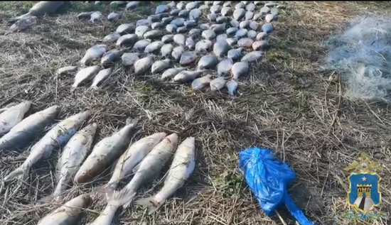 Выловленная незаконно рыба. Управление МВД России по городу Ставрополю