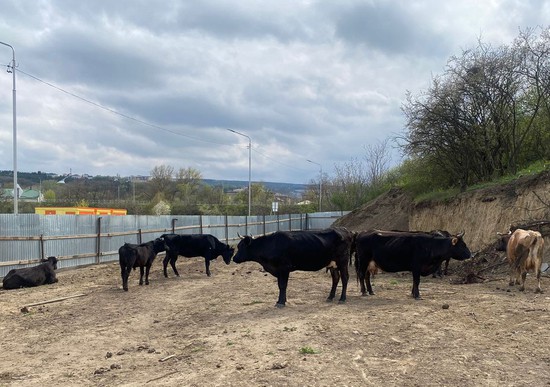 Коровы пасутся на курорте. Пресс-служба администрации г. Кисловодска