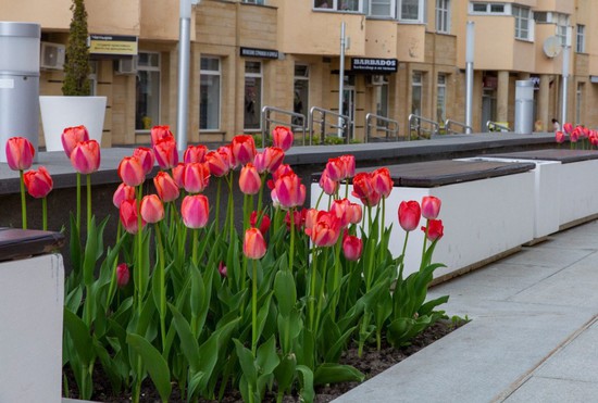 Тюльпаны солируют среди цветов в 2023-м. Пресс-служба администрации г. Ставрополя