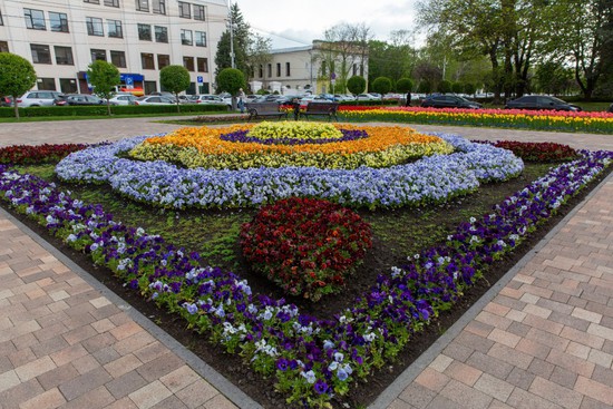 Ковровые растения на цветочной клумбе. Пресс-служба администрации г. Ставрополя