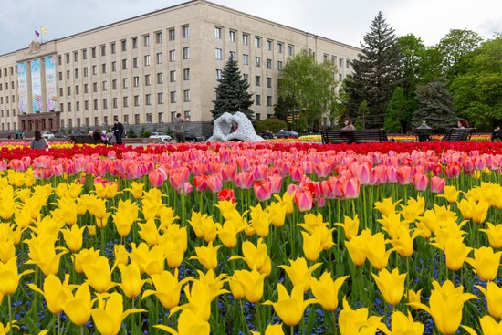 Красные и жёлтые тюльпаны украсили город. Пресс-служба администрации Ставрополя