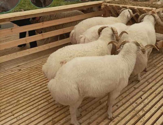 Меры поддержки мясного овцеводства в СКФО усилят