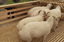 Меры поддержки мясного овцеводства в СКФО усилят