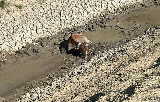 Животное застряло в грязи. ПАСС Ставропольского края